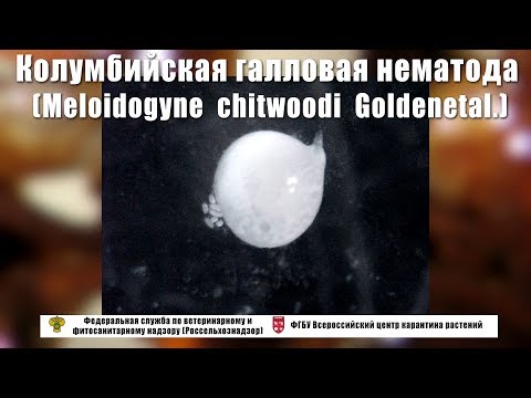 Видео: Колумбийская галловая нематода (Meloidogyne  chitwoodi  Goldenetal.)