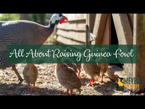 Видео: Всё о разведении цесарок!