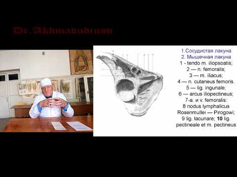 Видео: Топография нижней конечности. Часть 1. Проф. Ахмадудинов М.Г.