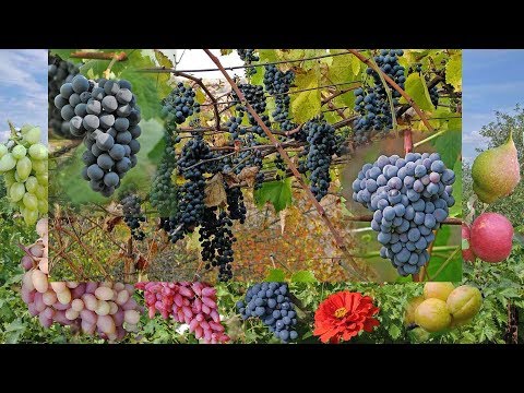 Видео: @Виноград для домашнего вина в средней полосе