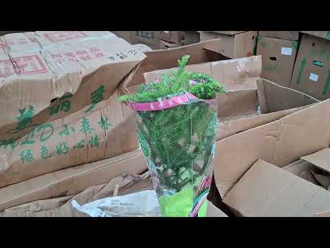 Видео: Янги партия гулларимиз келди