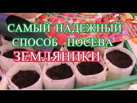 Видео: САМЫЙ НАДЕЖНЫЙ СПОСОБ ПОСЕВА ЗЕМЛЯНИКИ. МИФ О ПОСЕВЕ ЗЕМЛЯНИКИ.