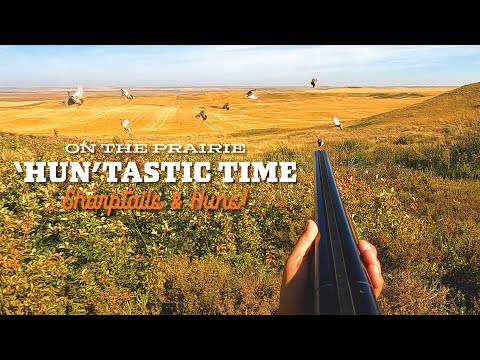 Видео: Мой отец вышел на охоту в прерии! Отличная работа собак и большие стаи!