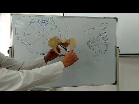 Видео: кости 16   Тұтас жамбас, өлшемдері