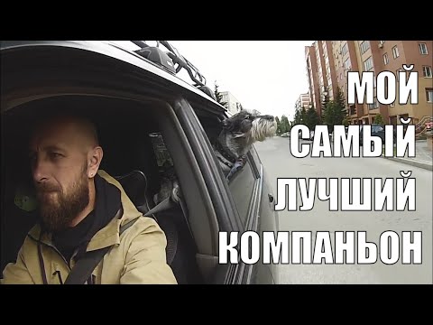 Видео: Миттельшнауцер Файт. Как мы прожили наш первый год.