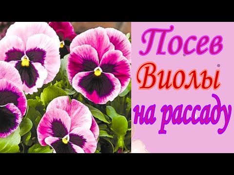 Видео: Посев виолы на рассаду.