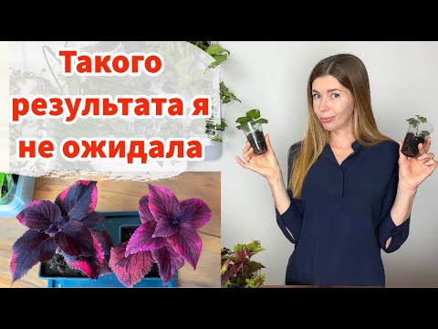 Видео: Нужны ли подкормки рассаде и какие?! Мои эксперименты и результаты