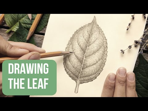 Видео: Как нарисовать РЕАЛИСТИЧНЫЙ ЛИСТ простым карандашом!🍃 | Ботаническое искусство для начинающих | С...