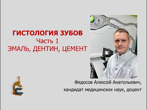 Видео: ГИСТОЛОГИЯ ЗУБОВ. Ч. 1 (ЭМАЛЬ, ДЕНТИН, ЦЕМЕНТ)