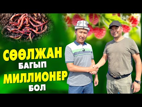 Видео: 500 тонна СӨӨЛЖАН БАГЫЛДЫ  |  Кыргызстанда да БОЛОТ ЭКЕН ГО  |  ТОЛКУН БАЙКЕ экспортко да ЧЫГАРАТ