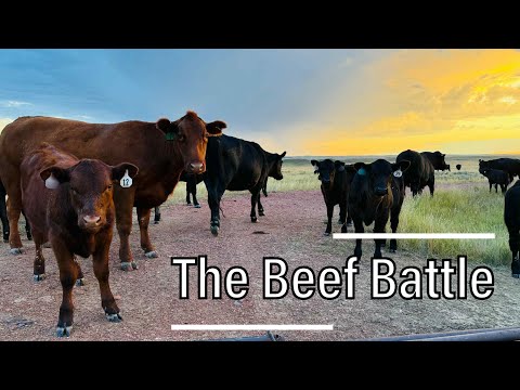 Видео: Борьба за американскую говядину: большая четверка упаковщиков, импорт и маркировка