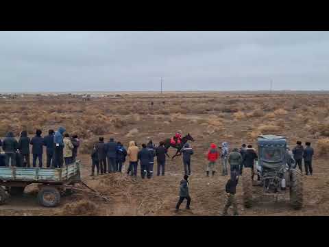 Видео: 17.01.25 Нокис районда болган ат байге. Уллы шабыс 11 айлау