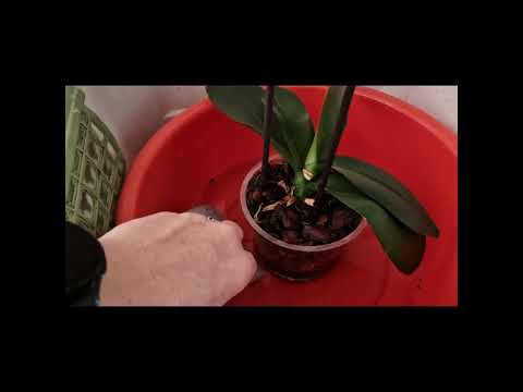 Видео: Орхидеи и бананова вода,  как да се погрижим за нашите орхидеи 🌸🪷💘🙂