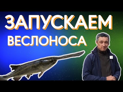 Видео: Запускаю в пруд веслоноса. Для чего нужен веслонос в пруду?