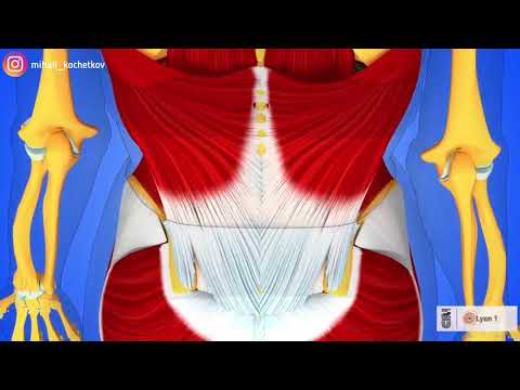 Видео: В каких движениях лучше всего тренируется широчайшая мышца спины?