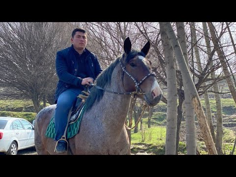 Видео: ОБУНА БУЛИНГ ТЕЗ КУНЛАРДА ЯНГИЛИК ЧИКОРАМИЗ🐎👌