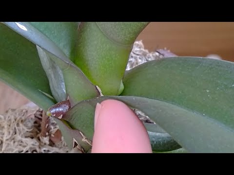 Видео: АПЕРЕТИВ орхидеи НАРОДНЫМИ СРЕДСТВАМИ! орхидеи ПОКОРИТ эта ПОДКОРМКА! орхидеи ВРЕМЯ ЦВЕТЕНИЯ!