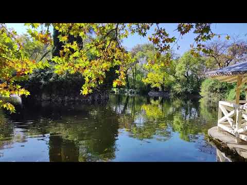 Видео: Осеннее золото в парках Мадрида