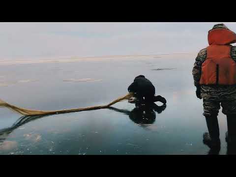 Видео: Таймылыр балыксыттара 2022