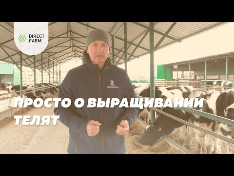 Видео: Выращивание телят — это просто.  Советы зоотехника со стажем работы 35 лет