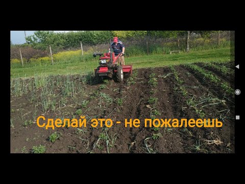 Видео: Успешная обработка междурядий фрезой тяжелого мотоблока