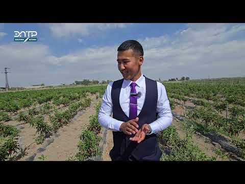 Видео: КЫРГЫЗСТАНДА ҮРӨН ӨНДҮРГӨН ИЛИМИЙ БОРБОР АЧЫЛДЫ