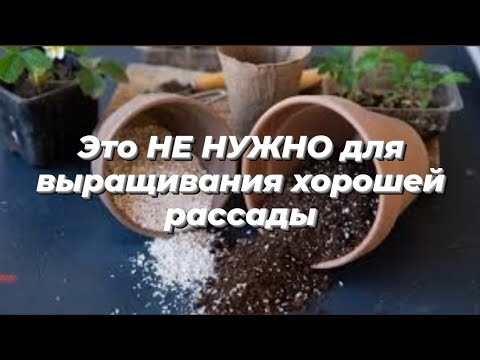 Видео: НЕ добавляйте ЭТО в грунт для рассады Как вырастить хорошую рассаду