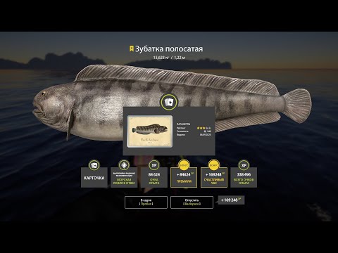 Видео: ZEIMAN 6000 НА МОРСКОЙ РЫБАЛКЕ, СТОИТ ЛИ ИДТИ ЗА ПРИКЛЮЧЕНИЯМИ? РУССКАЯ РЫБАЛКА 4 РР4