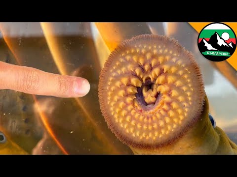 Видео: ГИГАНТСКИ кръвосмучещ ПАРАЗИТ! ХАПЕ ЛИ?! Brave Wilderness Български