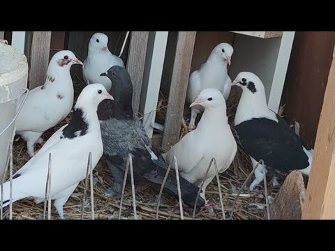 Видео: Долгожданный лЁт голубей, Аршака из Москвы .(линия кобры