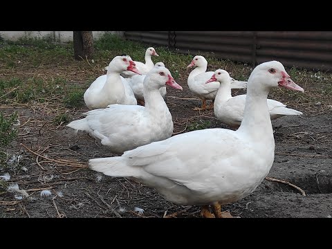 Видео: СЕКРЕТЫ КОРМЛЕНИЯ МУСКУСНЫХ УТОК ОТ А ДО Я! САМЫЙ ЛУЧШИЙ КОРМ ДЛЯ УТОК! РАСТУТ КАК НА ДРОЖЖАХ.