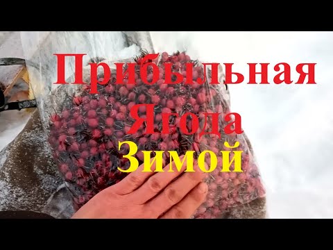 Видео: Заработок на шиповнике. Из рубрики нового заработка.