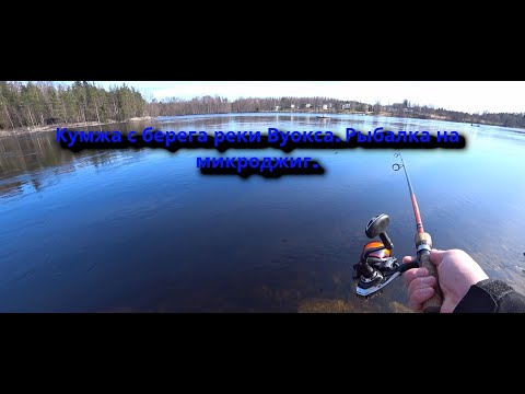 Видео: Кумжа с берега реки Вуокса. Рыбалка на микроджиг.
