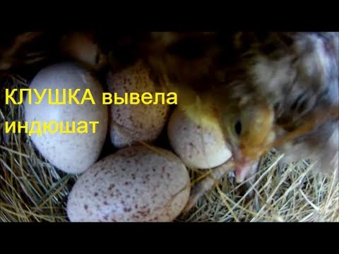 Видео: Может ли клушка вывести индюшат