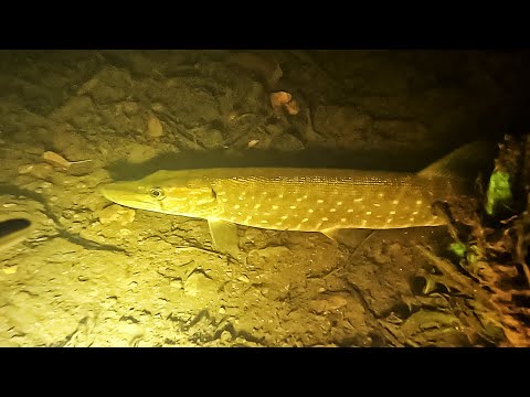 Видео: Щуки в малой реке