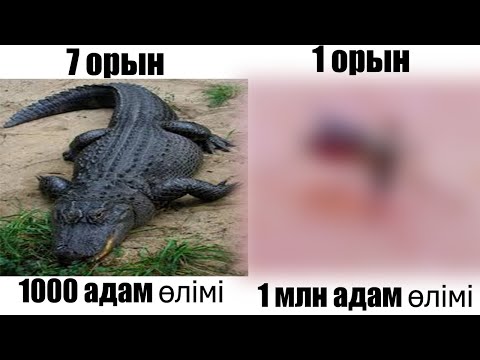 Видео: АДАМҒА ЕҢ ҚАУІПТІ ЖАНУАРЛАР!!!