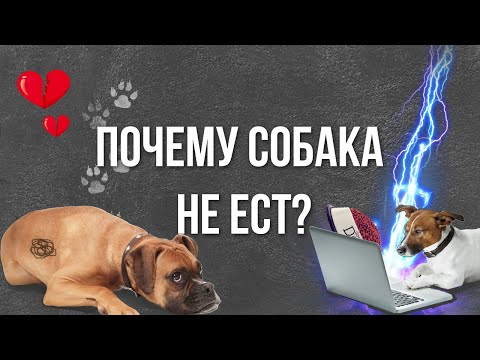 Видео: Почему собака не ест? Ветеринар рассказывает, почему у питомца нет аппетита и что с этим делать.