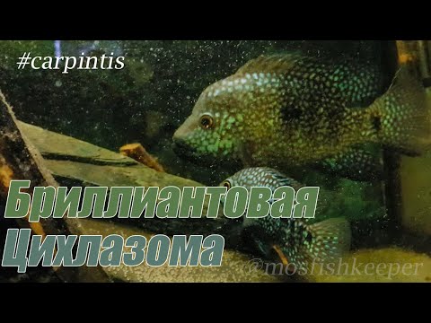 Видео: Цихлазома Бриллиантовая (Herichthys carpintis)