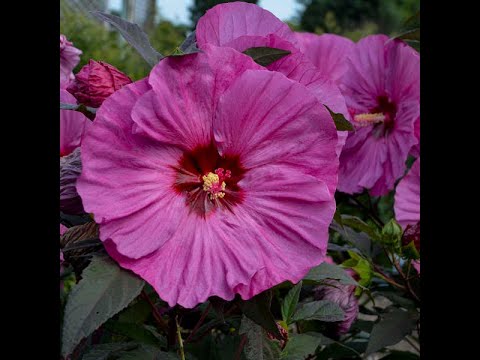 Видео: Гибискус травянистый: размножение семенами. 4 новых сорта.