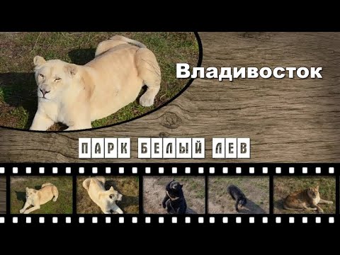 Видео: Парк белый лев  -Владивосток