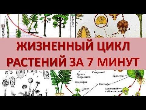 Видео: ЖИЗНЕННЫЙ ЦИКЛ РАСТЕНИЙ ЗА 7 МИНУТ