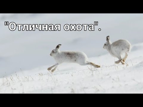 Видео: #Охота на зайца-русака. "Отличная охота".