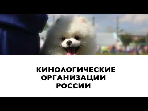 Видео: КИНОЛОГИЧЕСКИЕ ОРГАНИЗАЦИИ