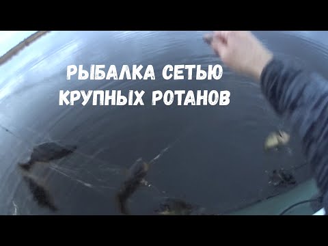 Видео: Рыбалка сетью крупный ротан