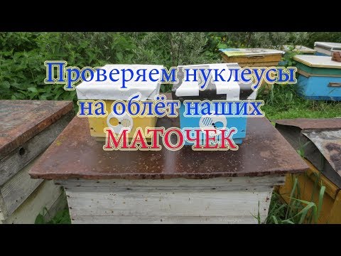 Видео: ПРОВЕРКА НУКЛЕУСОВ НА ОБЛЁТ МАТОК и КАКОВ РЕЗУЛЬТАТ. Beekeeping.🔥🔥🔥