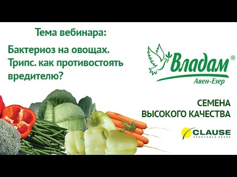 Видео: Вебинар: "Бактериоз на овощах". "Трипс. Как противостоять вредителю?"