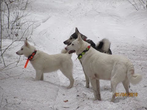 Видео: Соболь/Лайма/Злата/В Лесу/