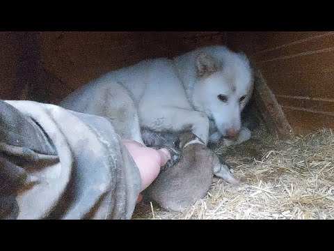 Видео: Злата  на защите щенков