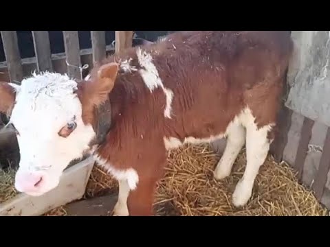 Видео: Відгодівля бичків на м'ясо🐂💲.Якого віку купити телят на відгодівлю🐂❓Мій власний досвід.
