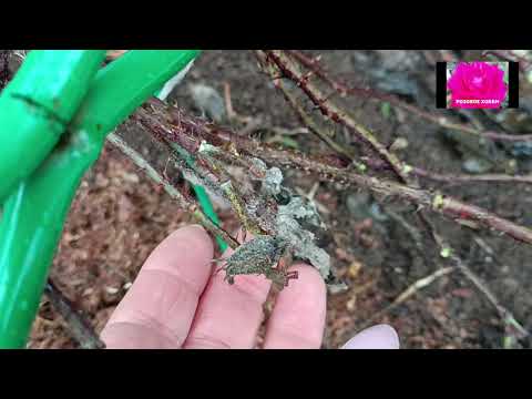 Видео: РОЗЫ. РАННЕВЕСЕННИЙ УХОД. НАЧИНАЮЩИМ